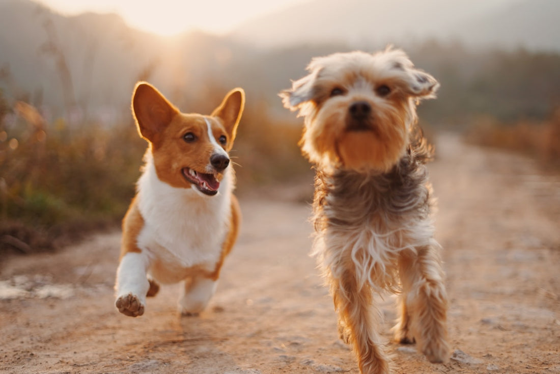 Two dogs on leashes being walked outdoors