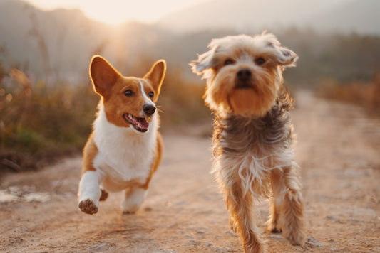 Two dogs on leashes being walked outdoors