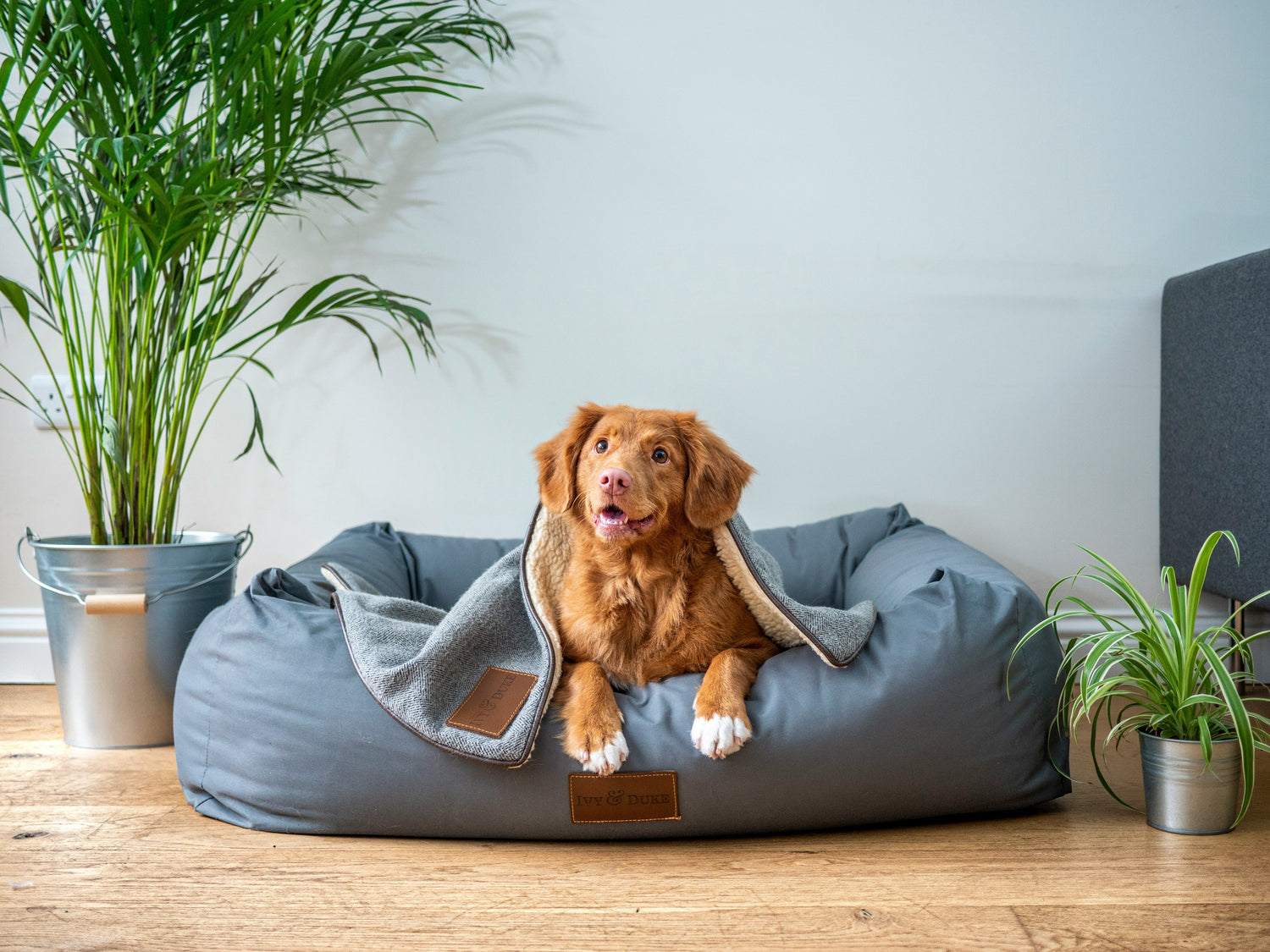 Pet Beds & Comfort