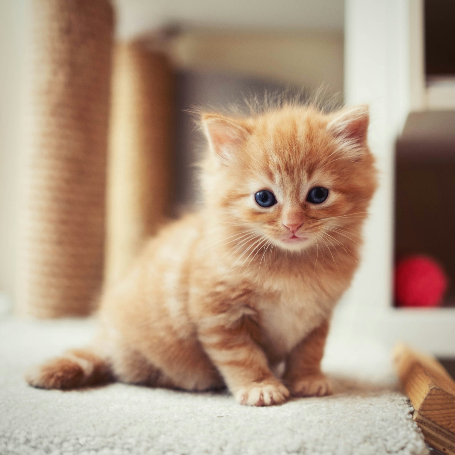 Cat Supplies