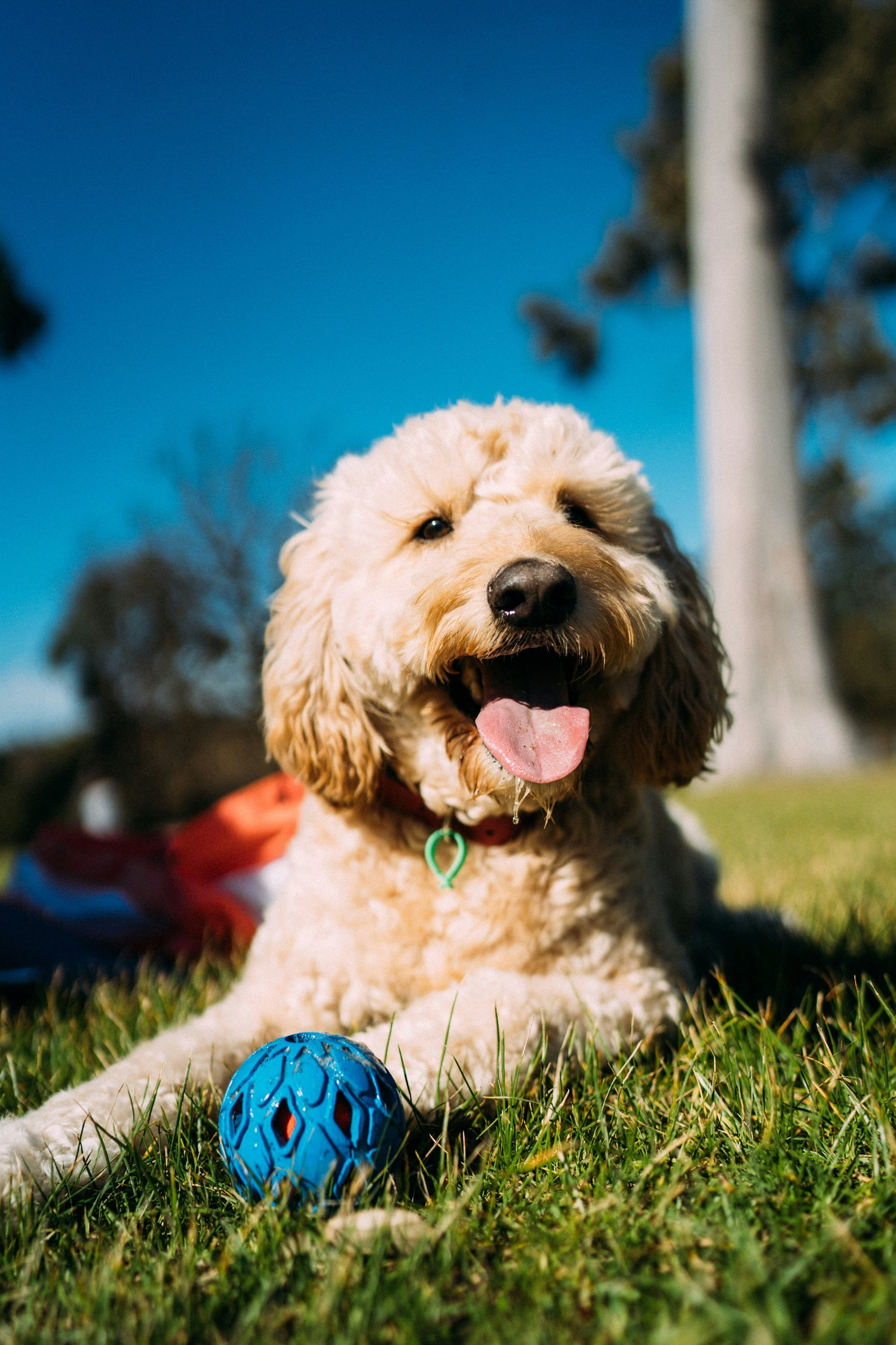Dog Accessories